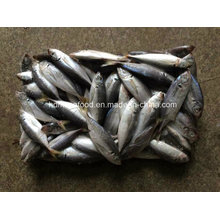 (14-18PCS/kg) New Fish Japanese Jack Mackerel for Sale